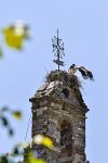 Alzando el vuelo_San Roman el Antiguo.jpg